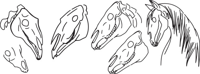 Set Line Art Clip art llustration skull Ink linear drawing in western style coloring. Engraving of occult non-living creature ritual. Modern print, design element dead animal contour deceased cattle