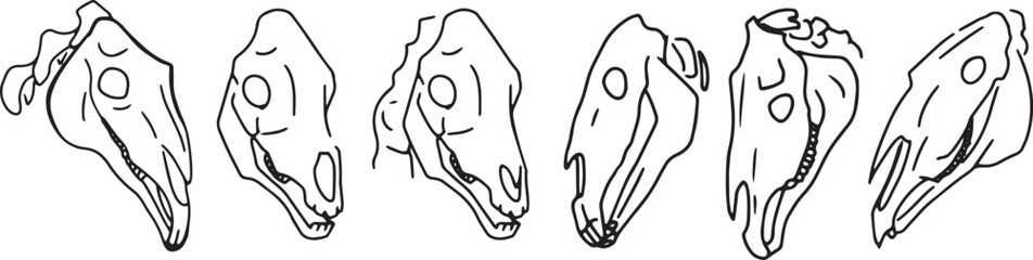 Set Line Art Clip art llustration skull Ink linear drawing in western style coloring. Engraving of occult non-living creature ritual. Modern print, design element dead animal contour deceased cattle