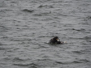 Fototapeta premium Picture Action Series - Bald eagle fighting to pull catfish out of Lake Lansing, Michigan