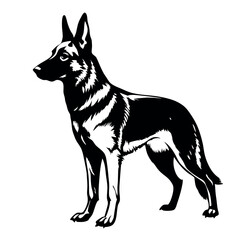 a German Shepherd dog. The dog is standing on all fours and is facing towards the left side of the image. It has a long, slender body with a pointed head and pointed ears