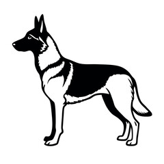 a German Shepherd dog. The dog is standing on all fours and is facing towards the left side of the image. It has a long, slender body with a pointed head and pointed ears
