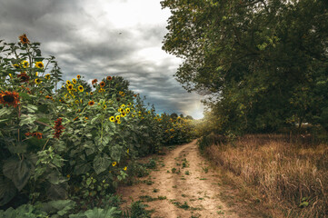 path in summer with sunflowers