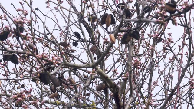 Beginning of wild almond (Prunus dulcis) flowering. Last year's fruits remained on branches. Fruits are poisonous, amygdalin glycoside, prussic acid. Fruits used in cooking. Almond milk, horchata