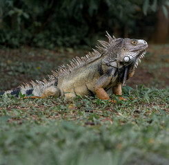 iguana descansando en un prado verde