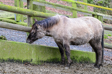 Grey Tarpan (Equus ferus), horse drinking water from a bowl in winter, in the forest of the animal park Knüll in Knüllwald, Hessen, Germany
