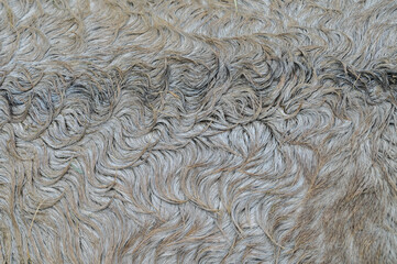 Coat of a grey tarpan (Equus ferus), horse