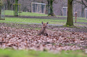 Animal portrait of a deer with brown fur in winter in the forest of the animal park Knüll in Knüllwald, Germany
