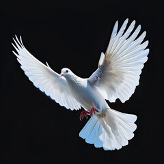 Majestic White Dove Spreading Wings
