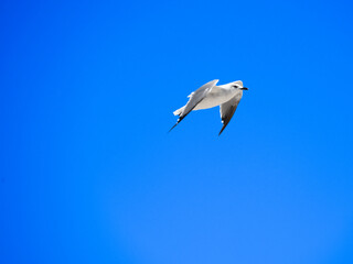 seagull in flight