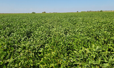 Soybean field maturing before harvest