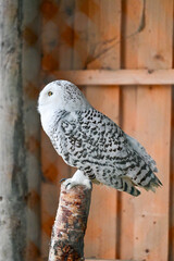 White owl, snowy owl (Bubo scandiacus) sitting on a branch in the animal park Knüll in Knüllwald, Hessen, Germany