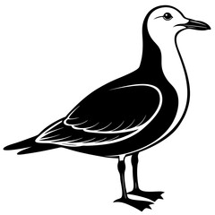 duck isolated on white