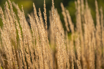 warm glow of evening light, golden dry grass sways gently, capturing the essence of tranquility and the fleeting beauty of nature. A serene moment reflecting the softness of twilight
