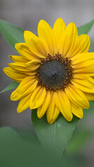 Sonnenblume gelb detail isoliert hintergrund 