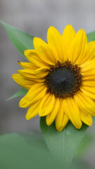 Sonnenblume gelb detail isoliert hintergrund 