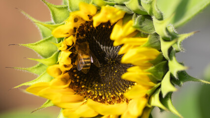 Sonnenblume gelb Detail isoliert Hintergrund Biene Nektar  © lights & more