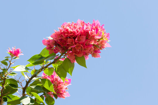 Bougainvillea spectabilis branch with flowers, widely used as an ornamental plant in the Mediterranean coastal zone