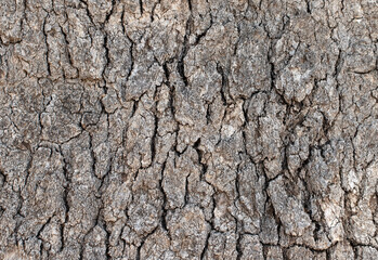 Bark texture of an century-old oak (Quercus sp) tree