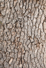 Bark texture of an century-old oak (Quercus sp) tree