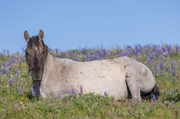 Wild Horse in Summer in the Pryor Mountains Montana