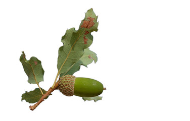 A green acorn of an oak (Quercus sp) tree on Taurus Mountains in Mediterranean nature