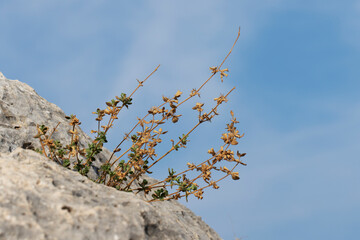Obraz premium Syrian oregano (Origanum syriacum) grown on a rock