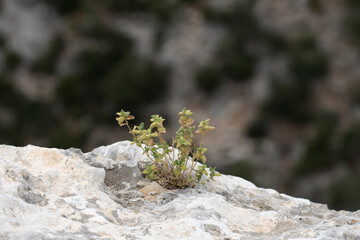 Probably a species of sage that blooms on rocks in the maquis in the Taurus Mountains in the Eastern Mediterranean.