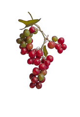 Common smilax, rough bindweed, sarsaparille, and Mediterranean smilax (Smilax aspera) is a species of flowering vine in the greenbriar family. 