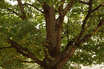 Tree branches zoom