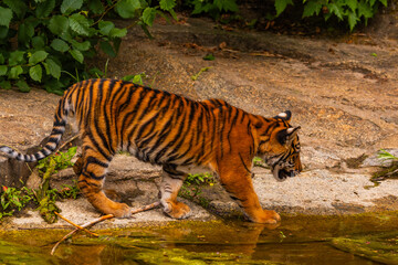 Sumatran tiger family with two little cubs