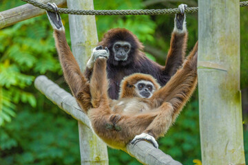 lar gibbon white-handed gibbon, an endangered primate in the gibbon family