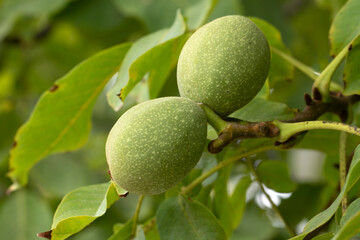 Green maturing nuts of walnut (Juglans regia) in autumn