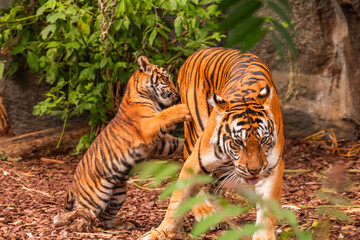 Sumatran tiger family with two little cubs