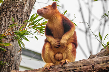 Goodfellow's Tree Kangaroo, portrait of very cute rare red animal.