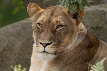 portrait of an adult beautiful lioness resting on a large stone.