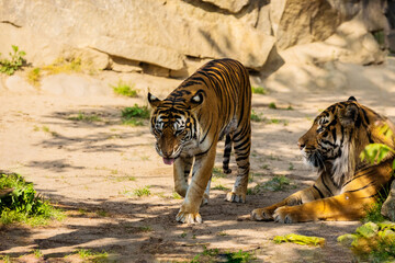 critically endangered Sumatran tiger