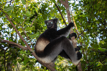 Lemur Indri indri, babakoto largest lemur from Madagascar