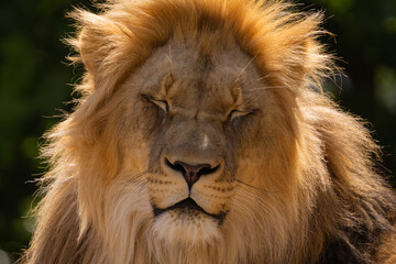 close-up image of a lion's head. expression is calm and majestic, showing off the fine details of its fur and features.