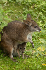 Bennett's wallaby Macropus or Notamacropus rufogriseus