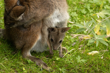 Bennett's wallaby Macropus or Notamacropus rufogriseus