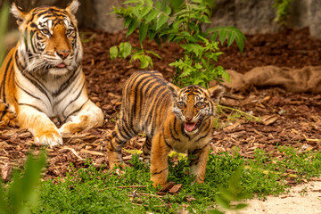 Tiger cubs playing with his mother,sumatra tiger Panthera tigris