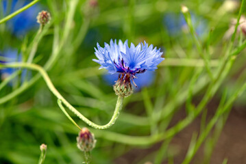 Centaurea cyanus, cornflower, blue bottle, ragged robin wild flowers blossom time, Ireland