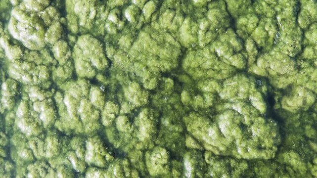 Algal mats. Unpleasant swing of dead mass. Under blanket of dead cladophora algae is black-white silt with smell of hydrogen sulfide and there is no life. Algae blooming. Eutrophication result