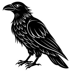 crow on white background