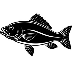 fish illustration