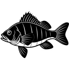 fish isolated on white