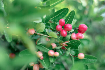 Lace fruit on the tree