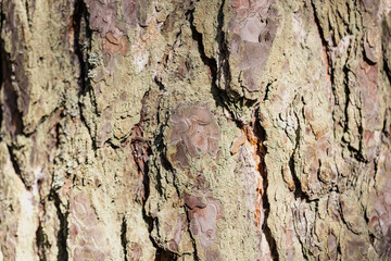 detail of spruce trunk, bark with moss