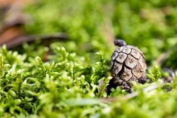 dry pine cone in autumn forest among moss