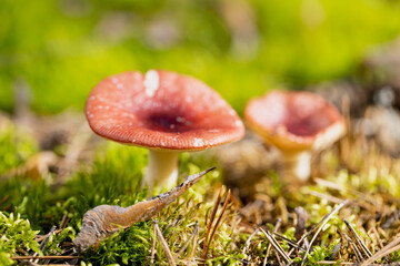 Edible mushroom Russula emetica in autumn forest moss